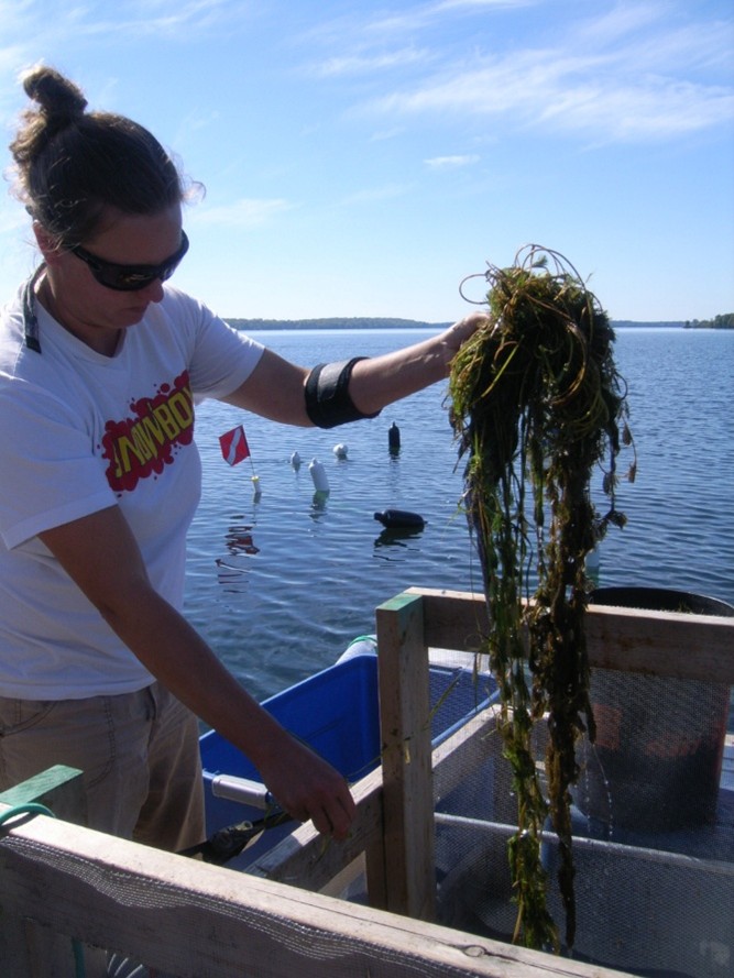 A woman standing in a boat in a lake holds up a handful of plant material to identify.